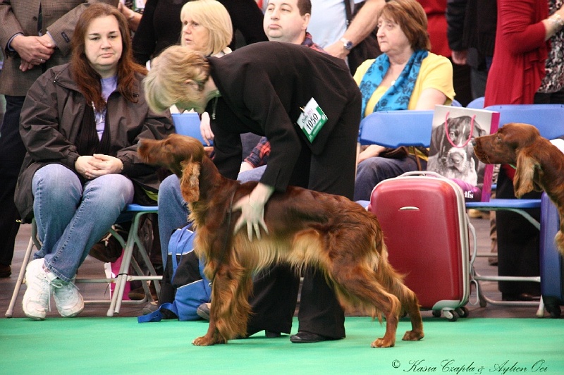 Crufts2011 263.jpg